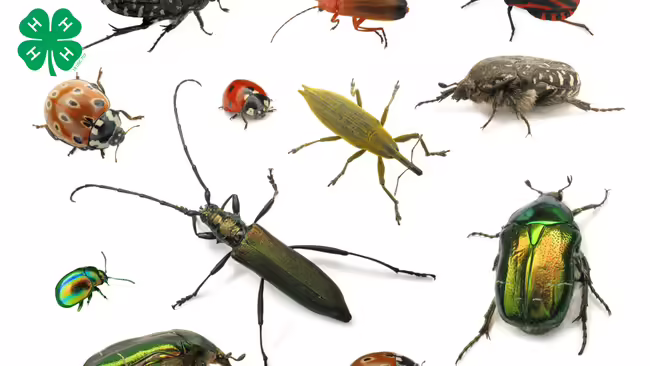 Photo of several insects on a white background