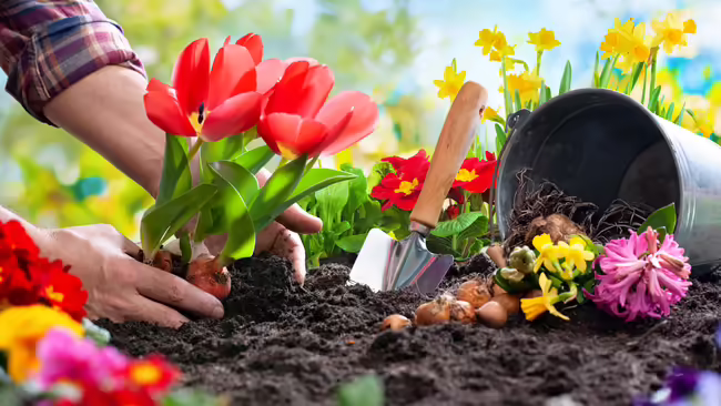 A close up of a person's hands planting tulips in the soil with other blooming flowers surrounding the tulips.