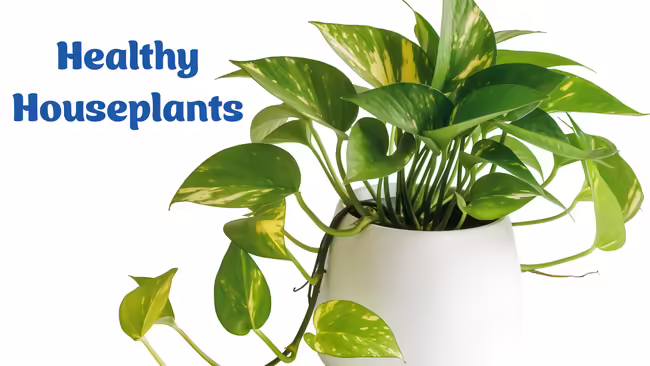 potted house plant