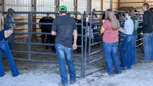 kids judging livestock