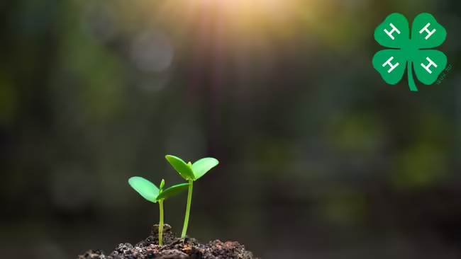 Image of seedlings sprouting