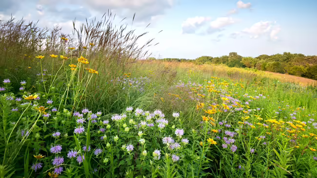 field of native flowers