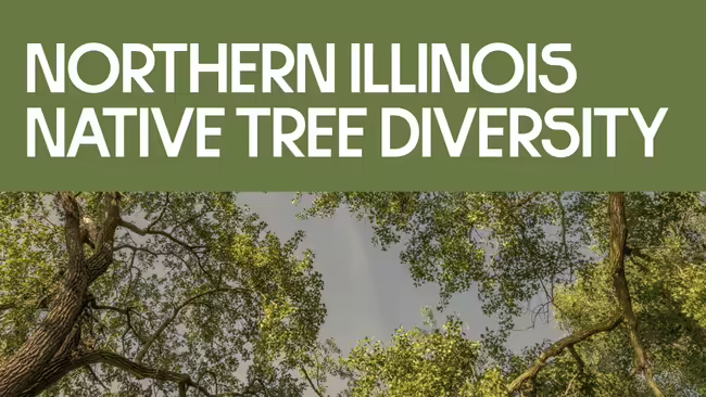 Northern Illinois Native Tree Diversity. Picture oi