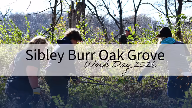3 workers clearing underbrush in an oak grove