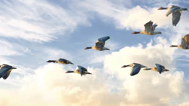 Birds flying