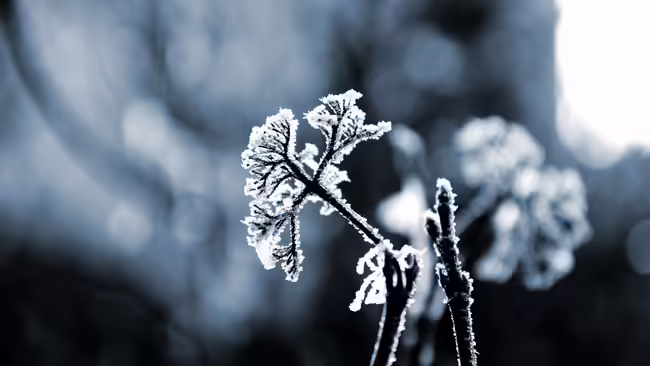 Snow covered plant in gray sky. 