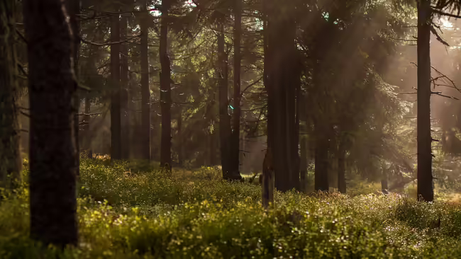 Wooded area. 