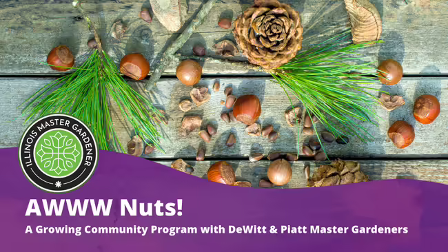 AWWW Nuts! Growing Community Program with DeWitt & Piatt Master Gardeners text overlaying purple background with pinecones and acorns pictured