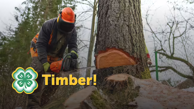 Timber! Yellow font overlaying a picture of a person cutting a tree with a chainsaw