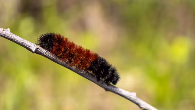 Woolly worm on twig