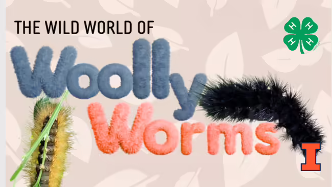 The wild world of wooly worms with 2 wooly worms 