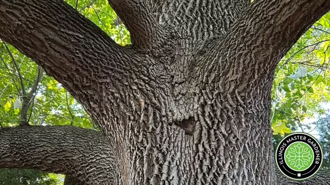 Bark and leaves of an ash tree. A Master Gardener logo in bottom right corner.