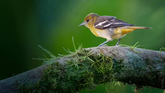 bird on tree