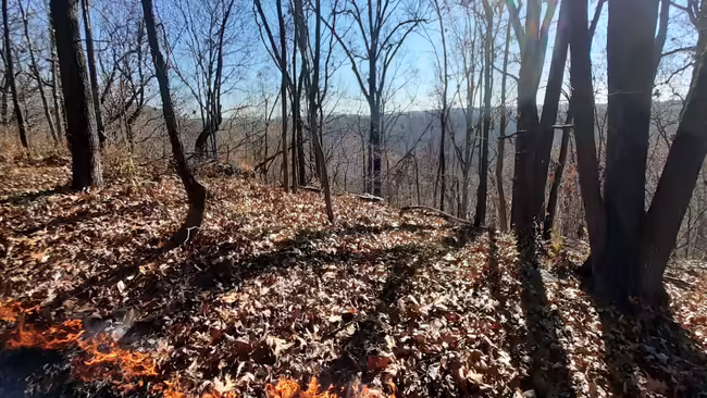 Forest with ground fire moving through leaves.