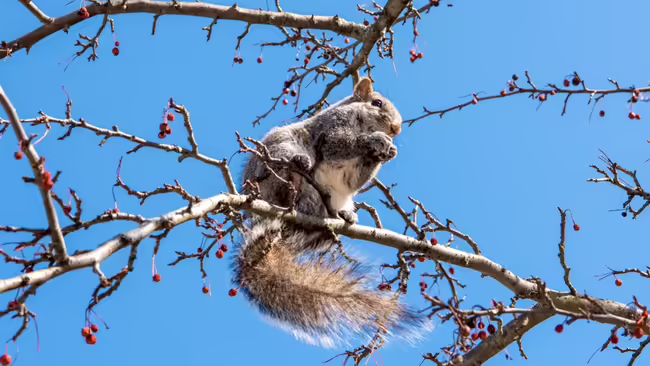 A grey squirrel sitting in a tree eating an acorn 