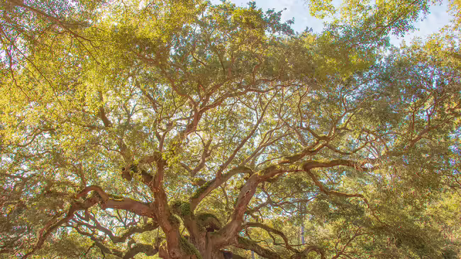 Tree with green leaves