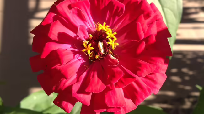 Pink zinnia with yellow center