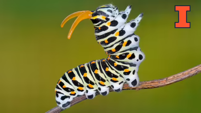 A yellow, black and white caterpillar waving its legs in the air 