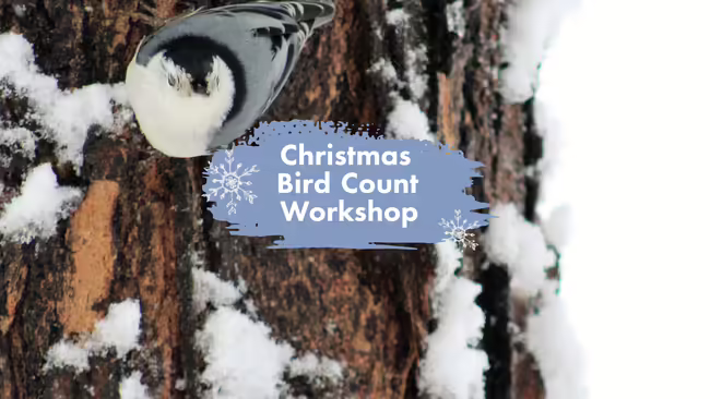 A bluebird sitting on a snowy tree branch.