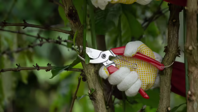 A gloved hand uses red pruning shears to trim a branch on a woody plant.