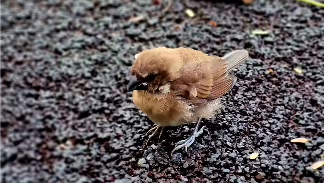 bird