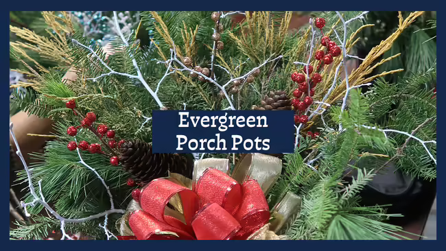 evergreen boughs with pine cones and berries in a pot with a ribbon.