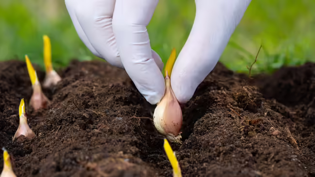 A person planting a garlic bulb 