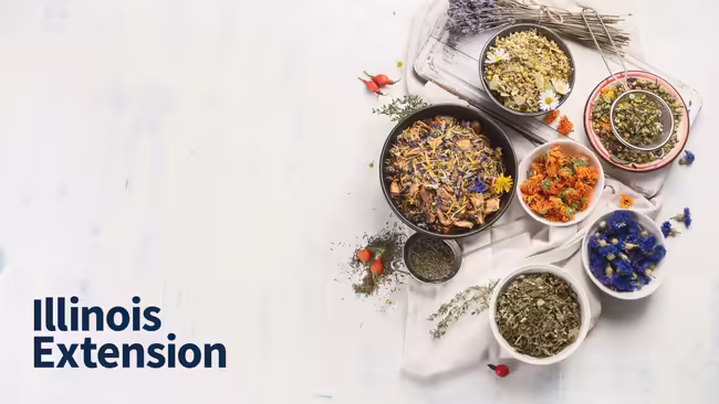 a bunch of bowls with various loose leaf tea in them and a bundle of lavender 
