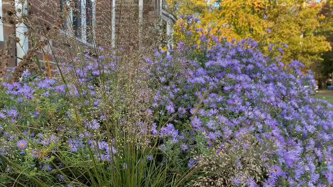purple flowers in flower bed