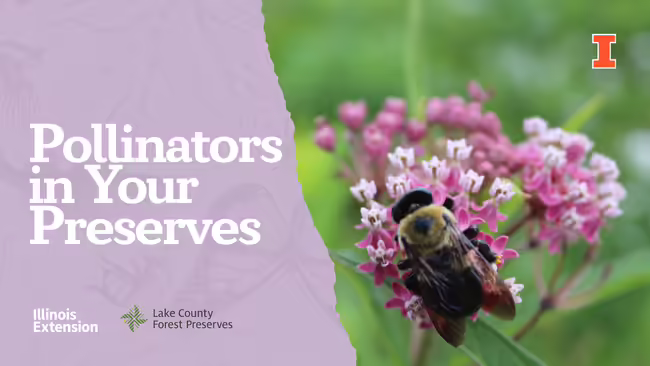 a bee on a flower 