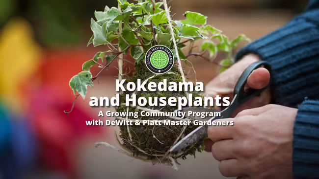Kokedama and Houseplants A Growing Community Program with Piatt & DeWitt Master Gardeners