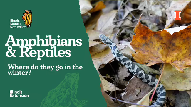Amphibians and Reptiles 