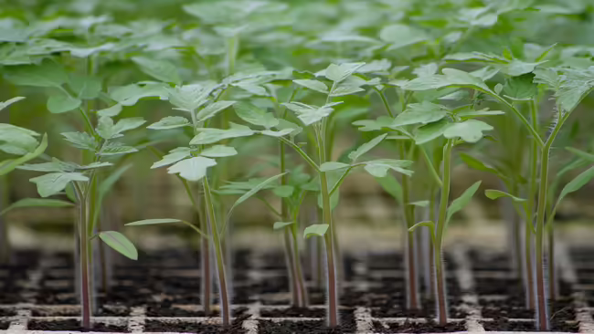close up of flat of tomato seedlings