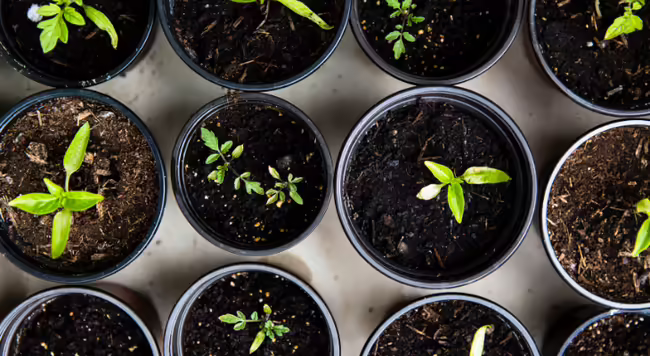 Pepper and Tomato seedlings with first true leaves.