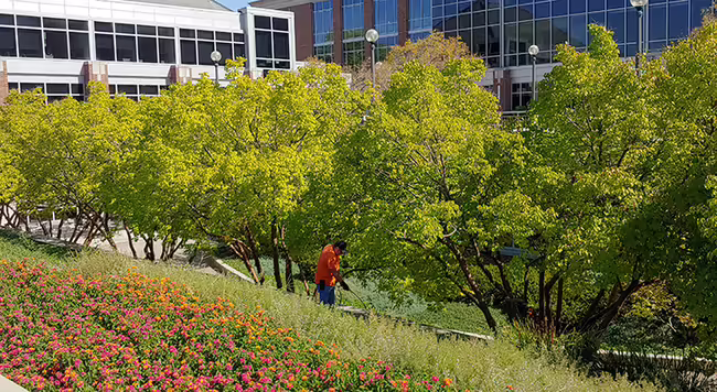 man spraying weeds in landscape bed