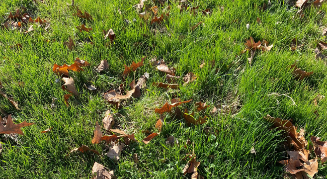 Green lawn grass with fallen leaves