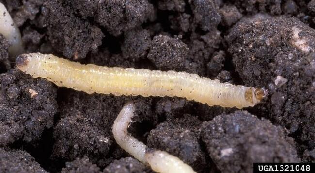 Western corn rootworm larvae in soil