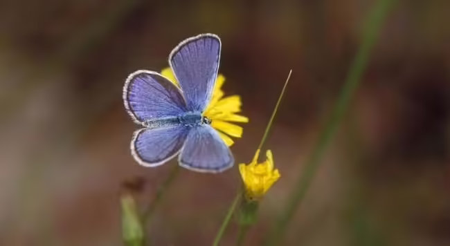 Karner blue butterfly