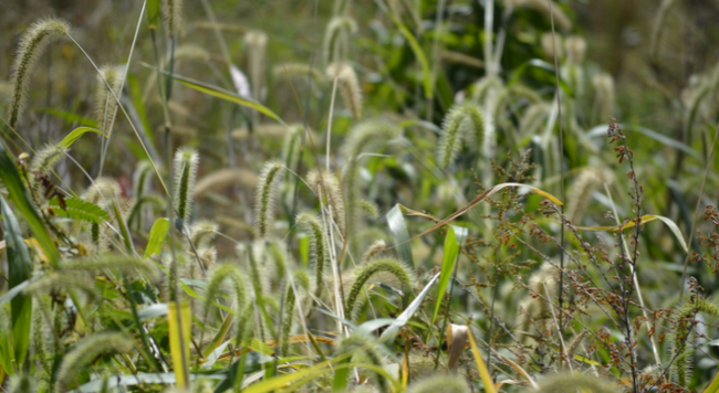patch of giant foxtail, with drooping inflorescences
