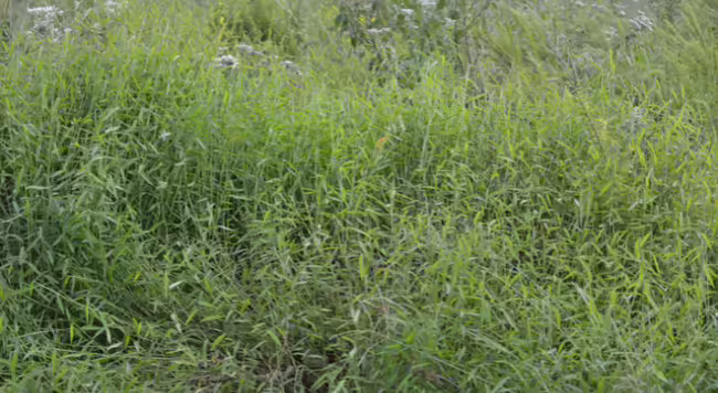 infestation of Japanese Stiltgrass
