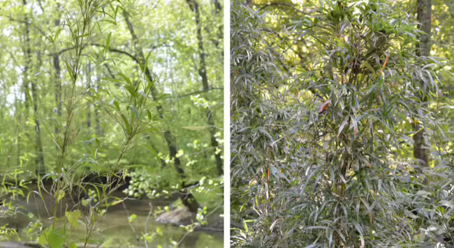 Giant Cane growing in a bottomland forest