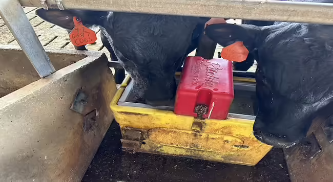 Steers drinking from a waterer