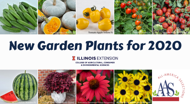 pictures of the 2020 AAS Winners Cucumber Green Light F1, Pumpkin Blue Prince F1, Tomato Apple Yellow F1, Tomato Celano F1, Tomato Early Resilience F1 Watermelon Mambo F1, Coleus Main Street Beale Street, Echinacea Sombrero® Baja Burgundy, and Rudbeckia x American Gold Rush