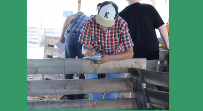 youth participating in a livestock judging contest