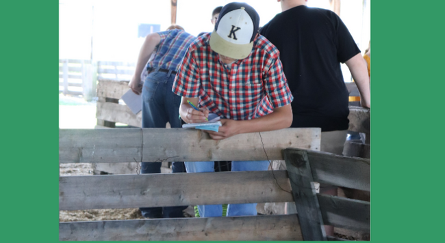 youth participating in a livestock judging contest