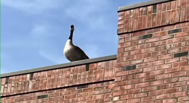 goose