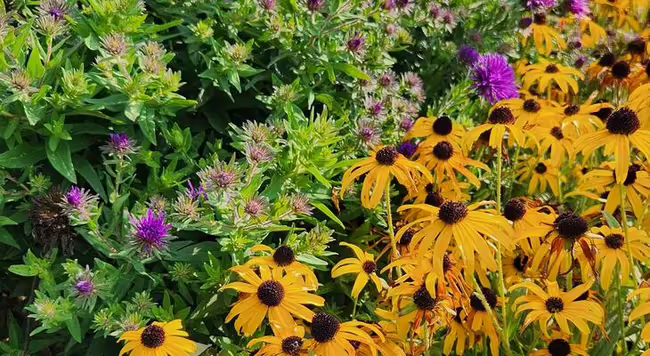 native plants