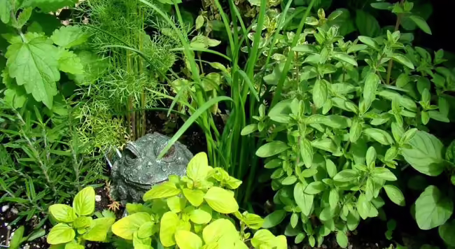 Green herbs in the background. Bright green leaves in front of a frog statue. 