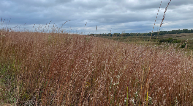 field of little bluestem