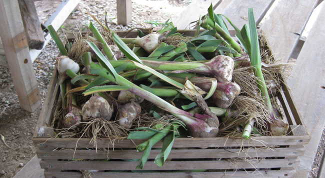 garlic harvest. photo by Bill Davison.
